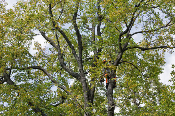 Best Storm Damage Tree Cleanup  in Wesley Chapel, FL